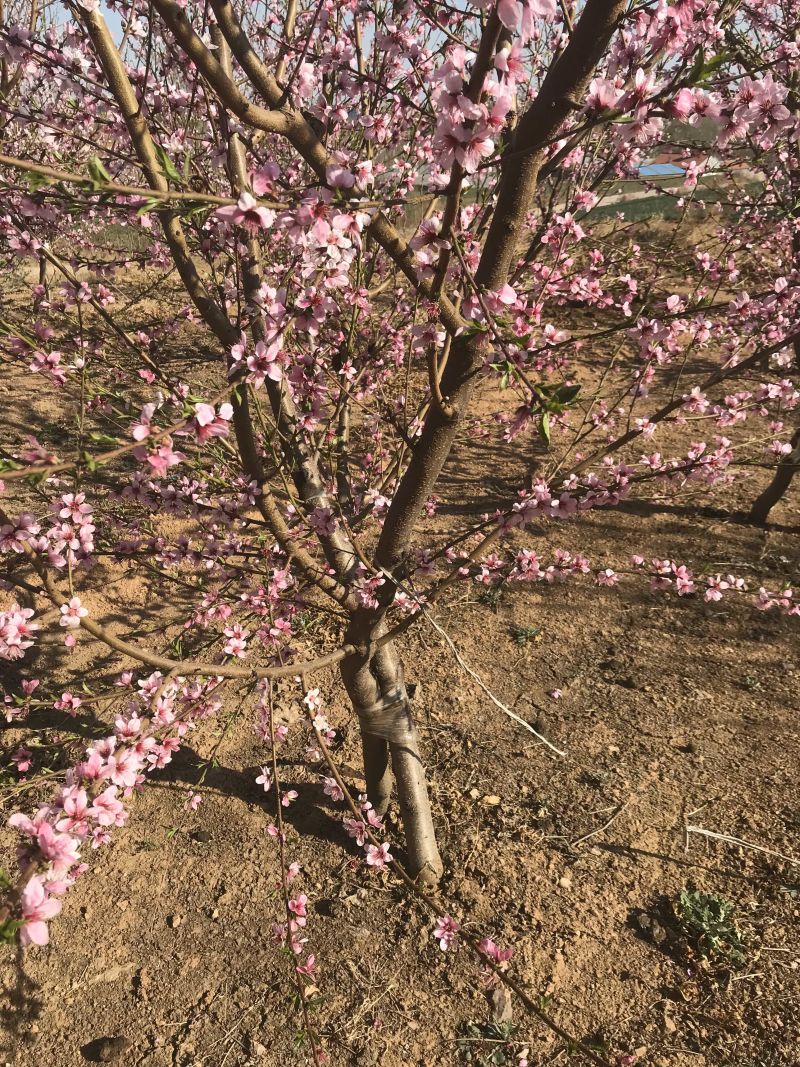 晚熟桃树苗齐鲁巨红晚熟桃脆桃桃树苗基地批发包技术指导
