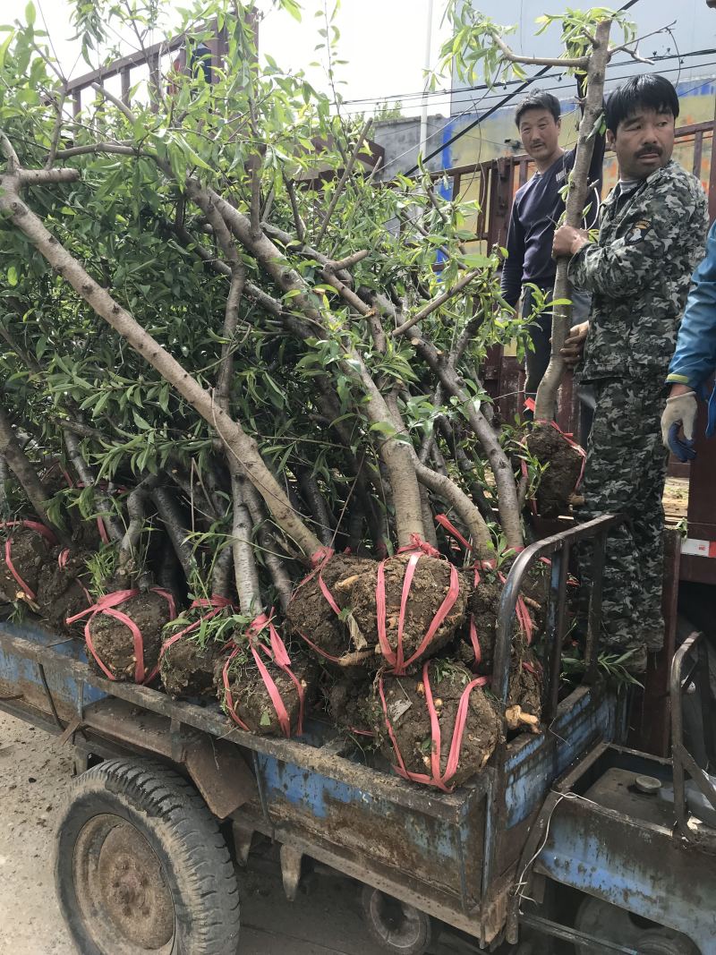 晚熟桃树苗齐鲁巨红晚熟桃脆桃桃树苗基地批发包技术指导