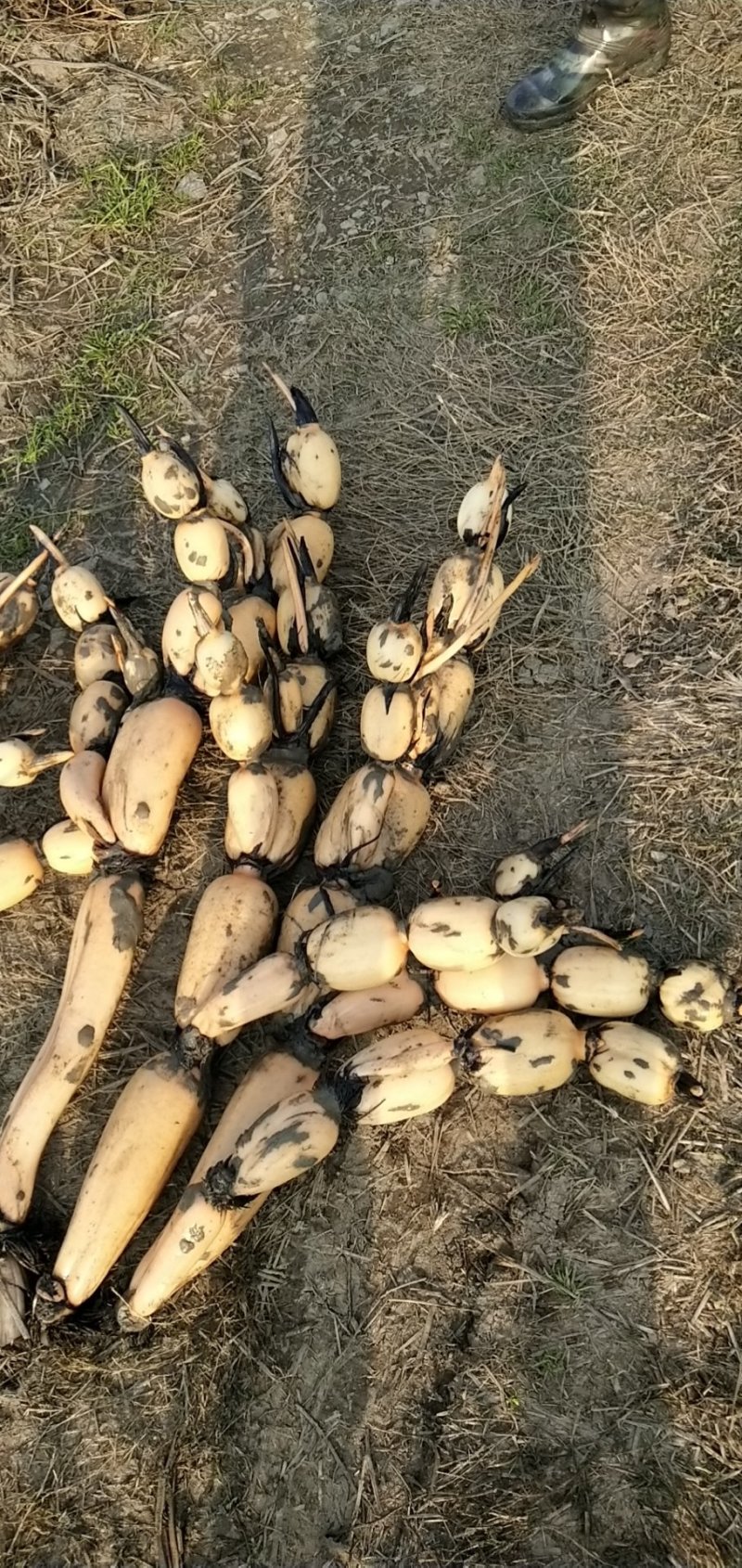 新鄂莲6号藕种