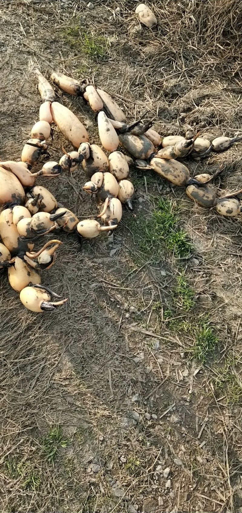 新鄂莲6号藕种