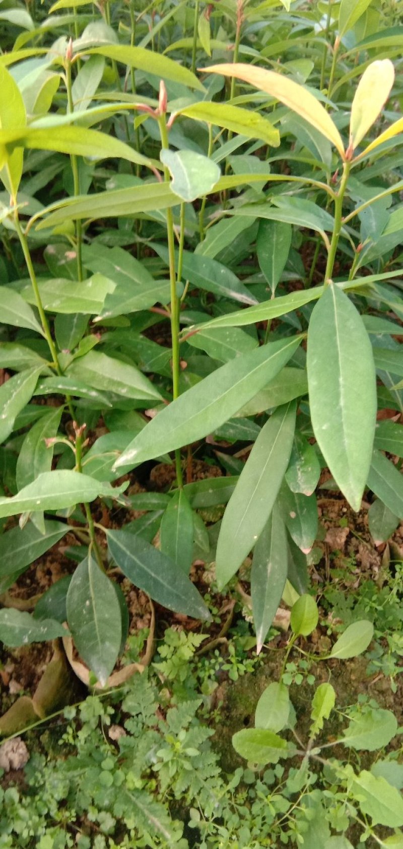 刨花润楠树苗，品质保证，规格齐全，欢迎来电咨询