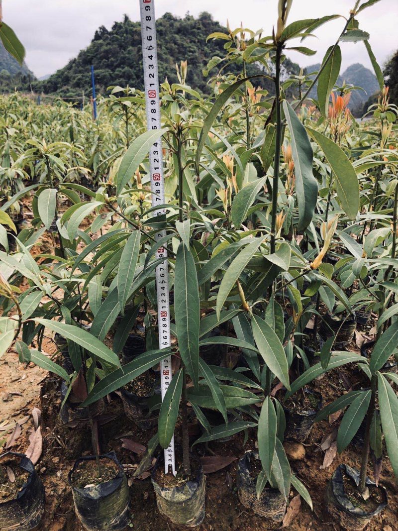 刨花润楠树苗，品质保证，规格齐全，欢迎来电咨询