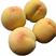 黄桃树苖，黄金蜜桃，锦绣黄桃树苗，嫁接果苗南北方种植