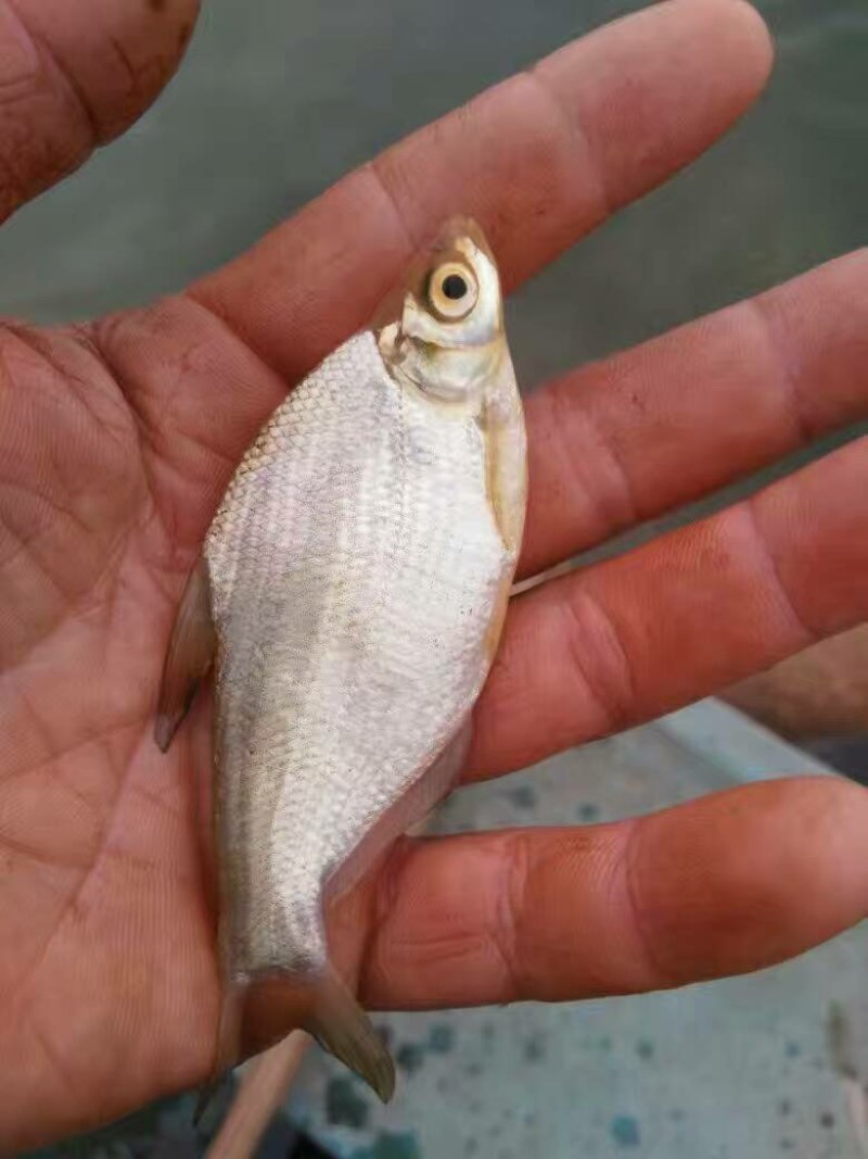 武昌鱼苗鳊鱼苗边鱼苗三角边鱼苗+供应水花