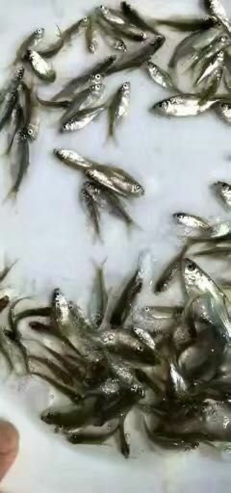 武昌鱼苗鳊鱼苗边鱼苗三角边鱼苗+供应水花