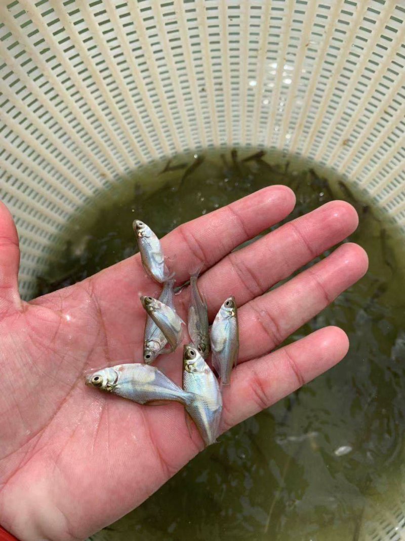 武昌鱼苗鳊鱼苗边鱼苗三角边鱼苗+供应水花