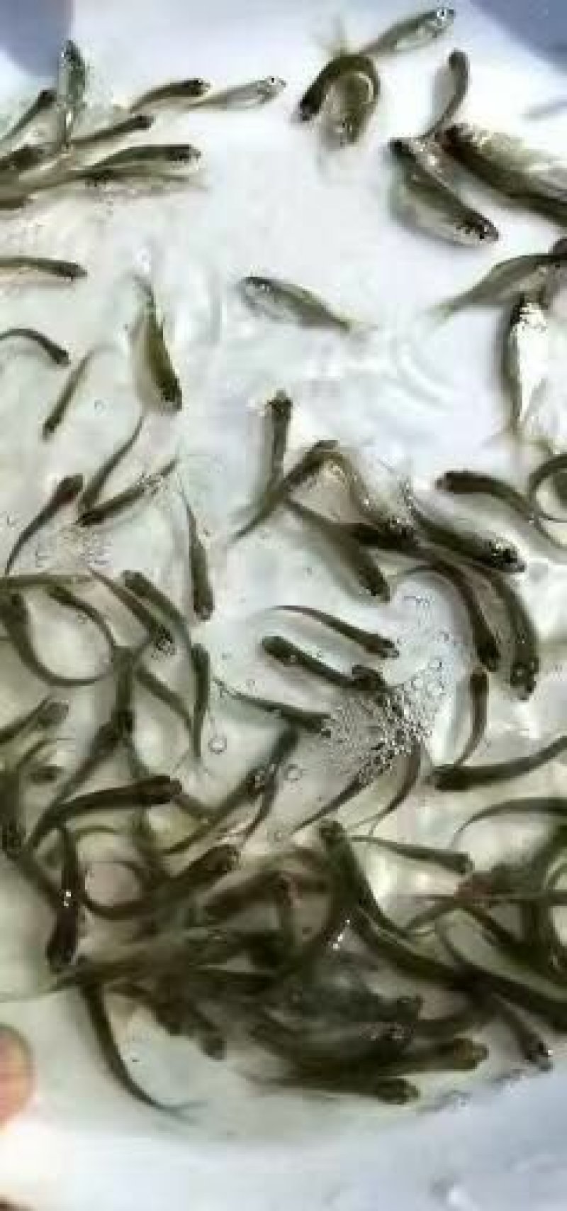 武昌鱼苗鳊鱼苗边鱼苗三角边鱼苗+供应水花