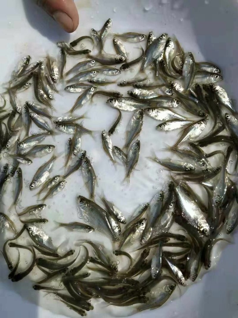 武昌鱼苗鳊鱼苗边鱼苗三角边鱼苗+供应水花