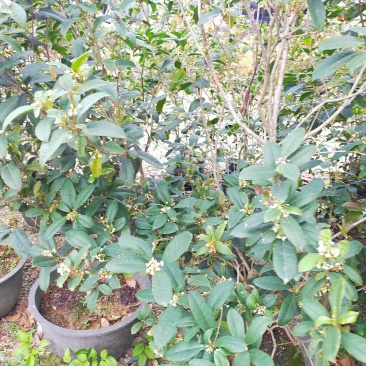桂花苗，实生苗，茉莉花桂花