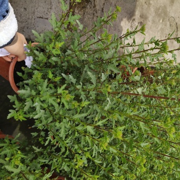 小木槿盆栽园林绿植绿化苗木