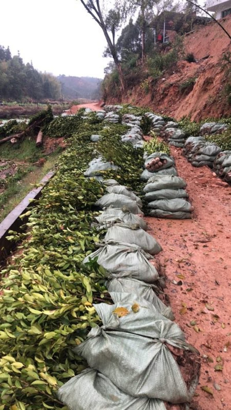 油茶苗