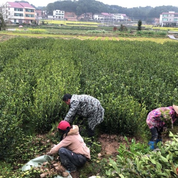 油茶苗