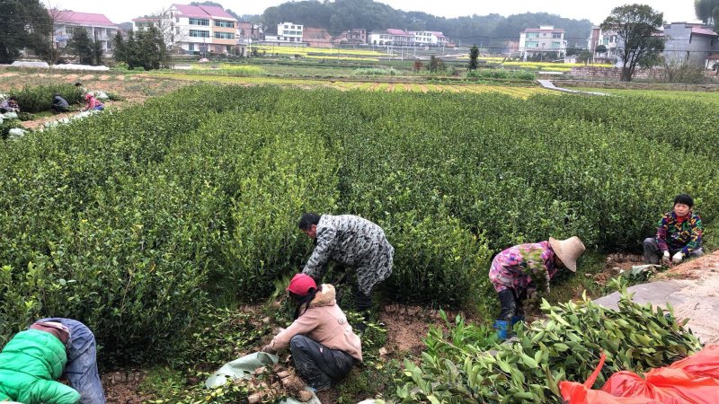 油茶苗