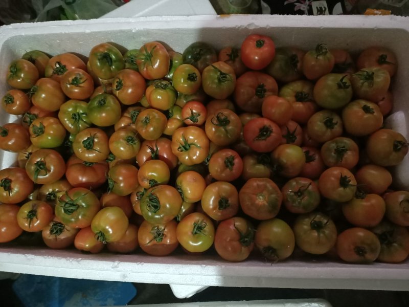 山东海阳特产草莓绿腚西红柿口感好，小时候的味道