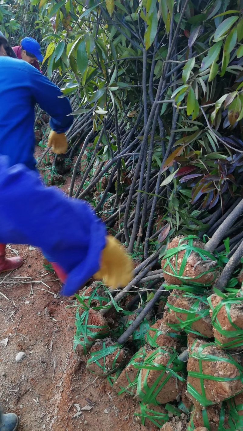 木荷杜英菱角山凡清风园林常年供应各种规格的苗木