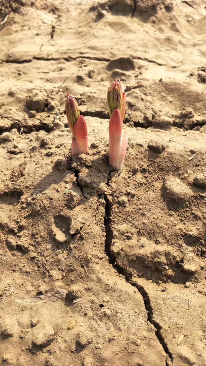 白芍牙子种植成活率高全国都可以种对土地要求不高