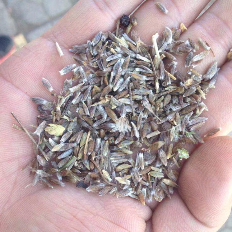 白术籽种子可育苗在移栽也可直接买苗