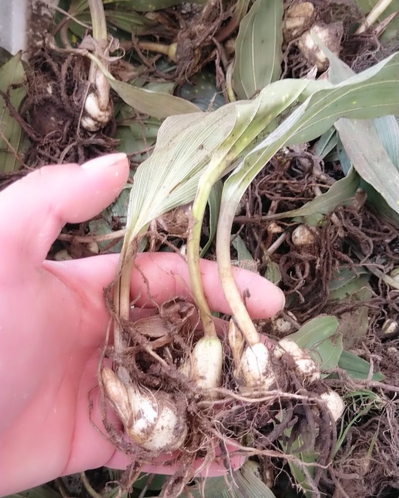 毛慈菇块茎，宽叶毛慈菇，毛慈菇，质量保证，产地直销