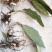 毛慈菇块茎，宽叶毛慈菇，毛慈菇，质量保证，产地直销