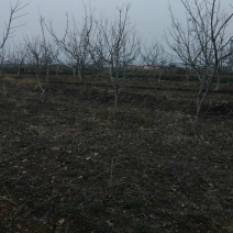 核桃树苗
