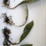 毛慈菇块茎，宽叶毛慈菇，毛慈菇，质量保证，产地直销