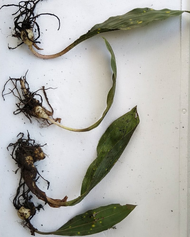 毛慈菇块茎，宽叶毛慈菇，毛慈菇，质量保证，产地直销