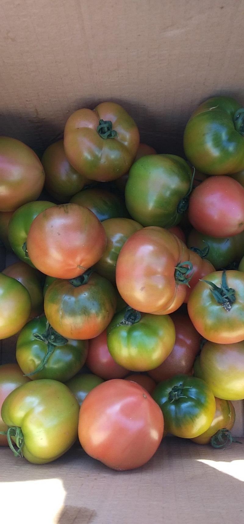 【推荐】草莓西红柿产地直供现摘现发量大从优欢迎合作