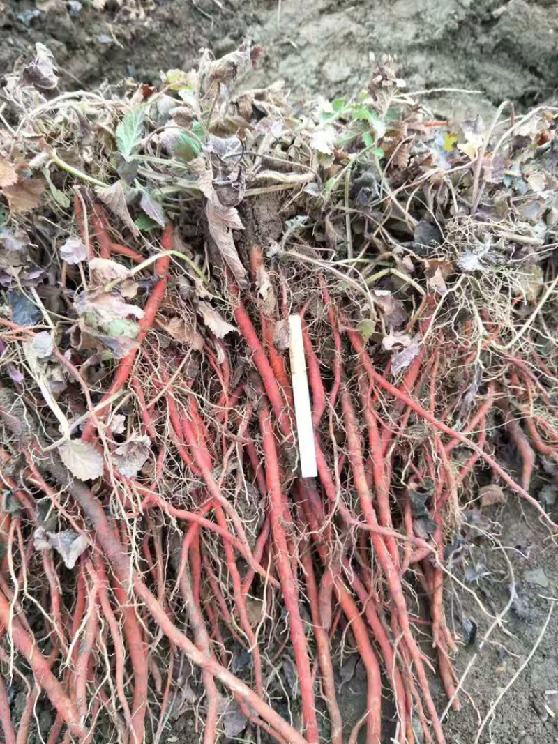 山东丹参苗产地直销一年丹参苗统货个头均匀