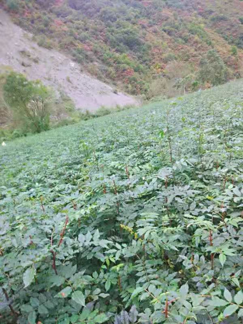 花椒苗