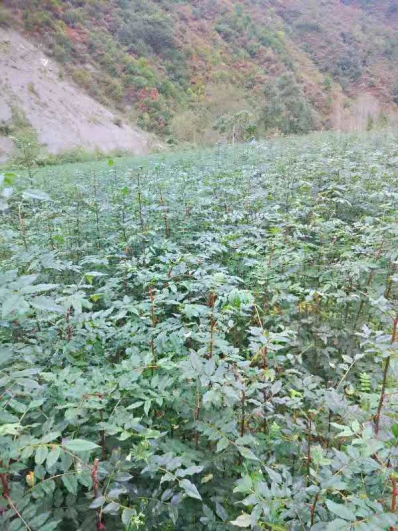 花椒苗