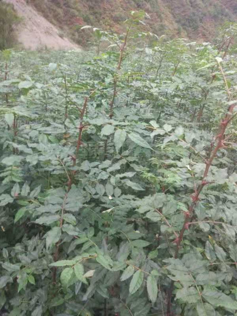 花椒苗