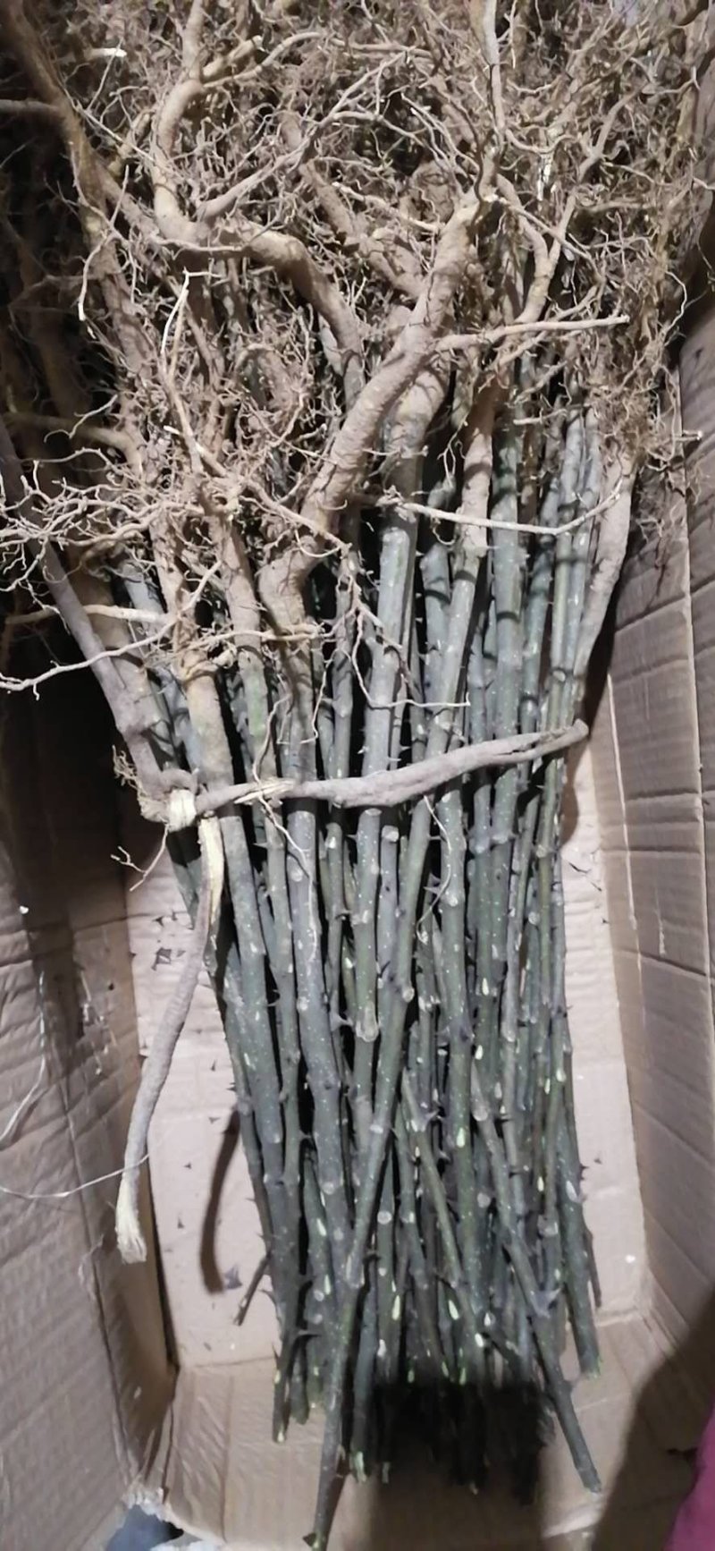 花椒苗