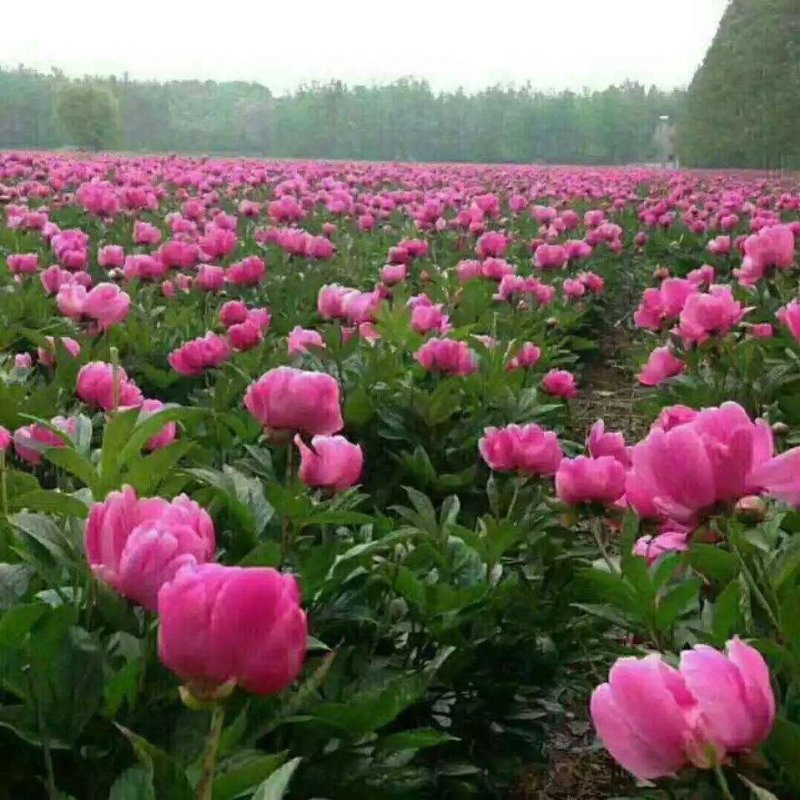 白芍（别名:芍药、赤芍、花子）保证品种纯正，信誉至上