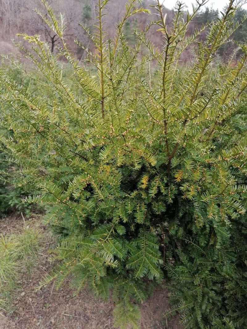 红豆杉