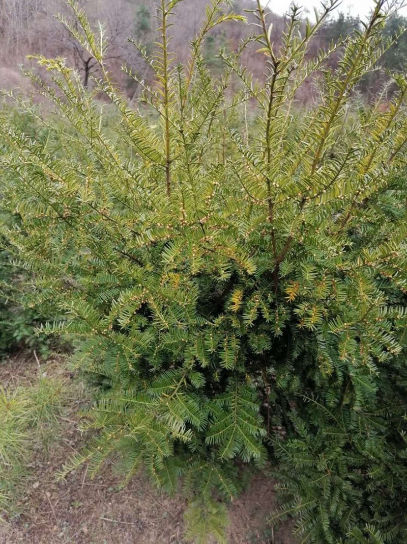 红豆杉