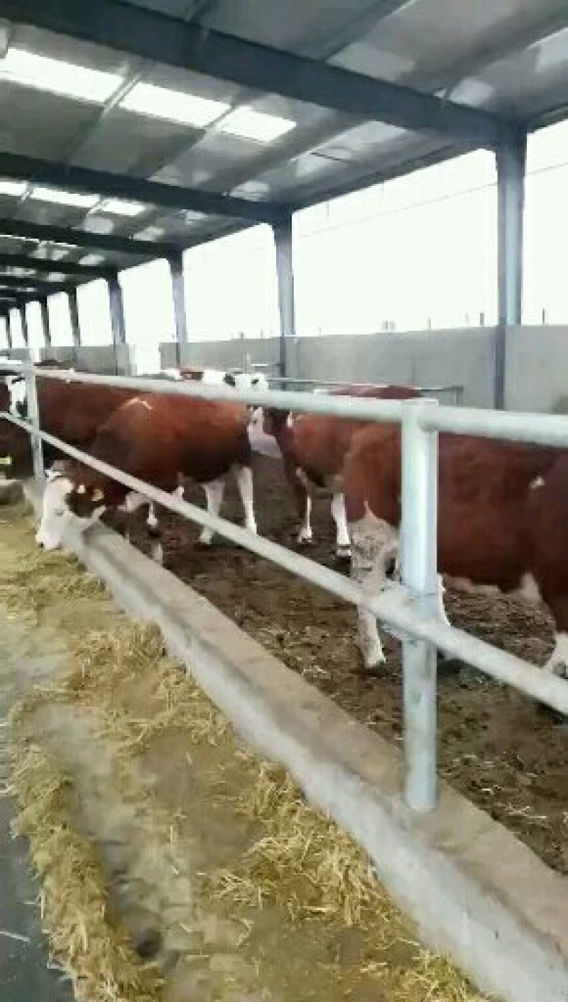 西门塔尔，肉牛，夏洛莱牛，利木赞牛，牛犊