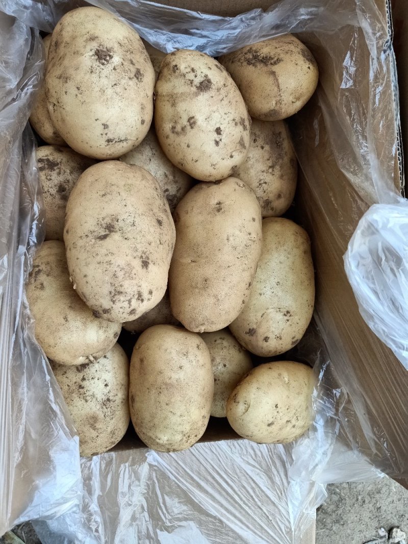 【精品】土豆丽薯六号土豆3两以上量大价优纸箱包装