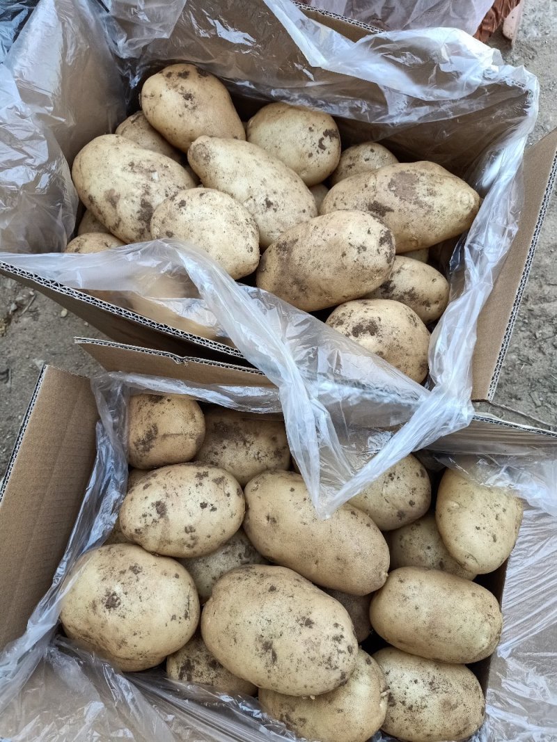 【精品】土豆丽薯六号土豆3两以上量大价优纸箱包装