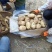 【精品】土豆丽薯六号土豆3两以上量大价优纸箱包装