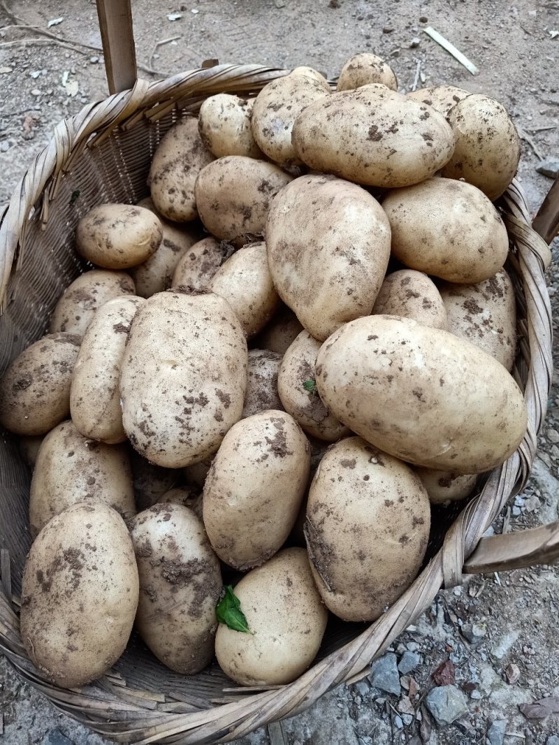 【精品】土豆丽薯六号土豆3两以上量大价优纸箱包装