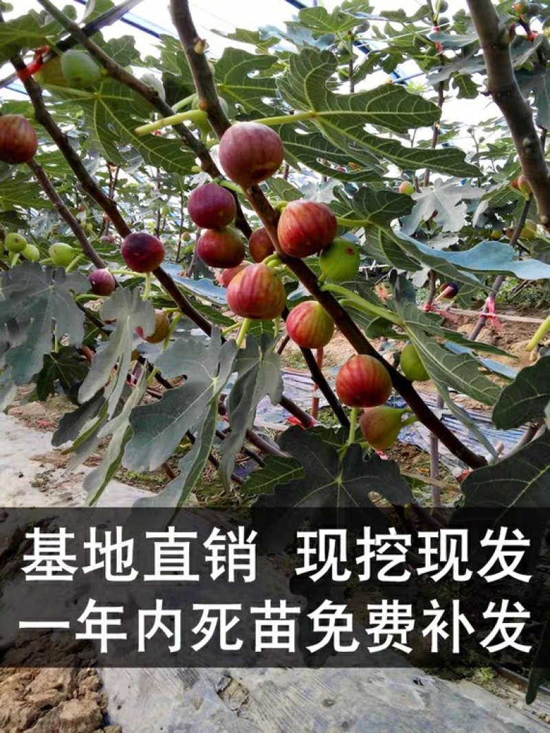 无花果苗，特大四季地栽，当年结果，南北方种植，庭院种植