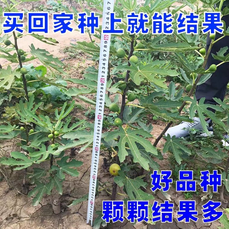 无花果苗，特大四季地栽，当年结果，南北方种植，庭院种植