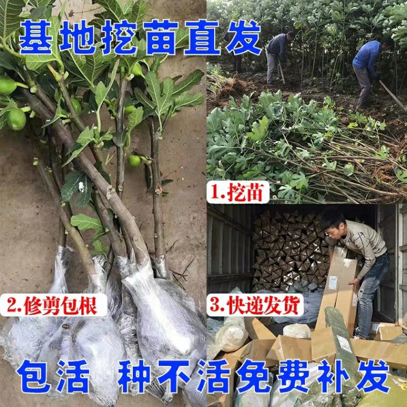 无花果苗，特大四季地栽，当年结果，南北方种植，庭院种植