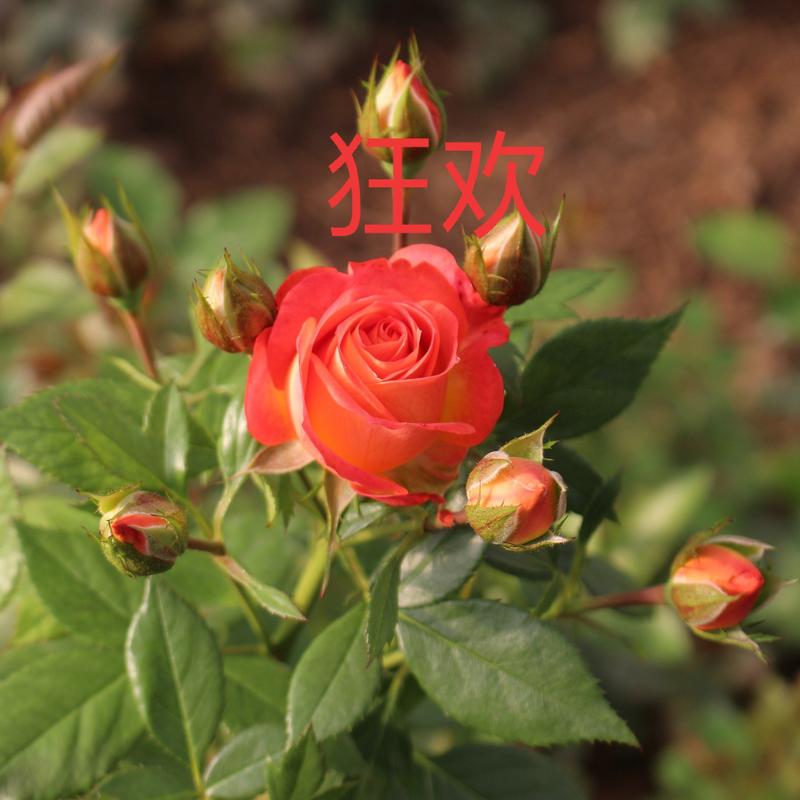 玫瑰花苗带土发货常年供应量大从优，质量保证