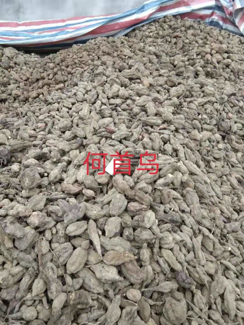 何首乌高产芽苗改良高含量保证品种纯正，保质保量，信誉至上