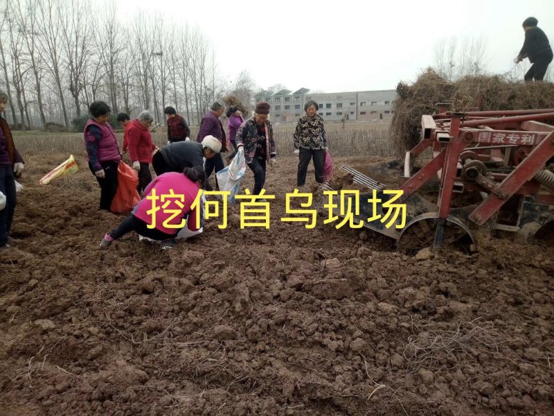 何首乌高产芽苗改良高含量保证品种纯正，保质保量，信誉至上