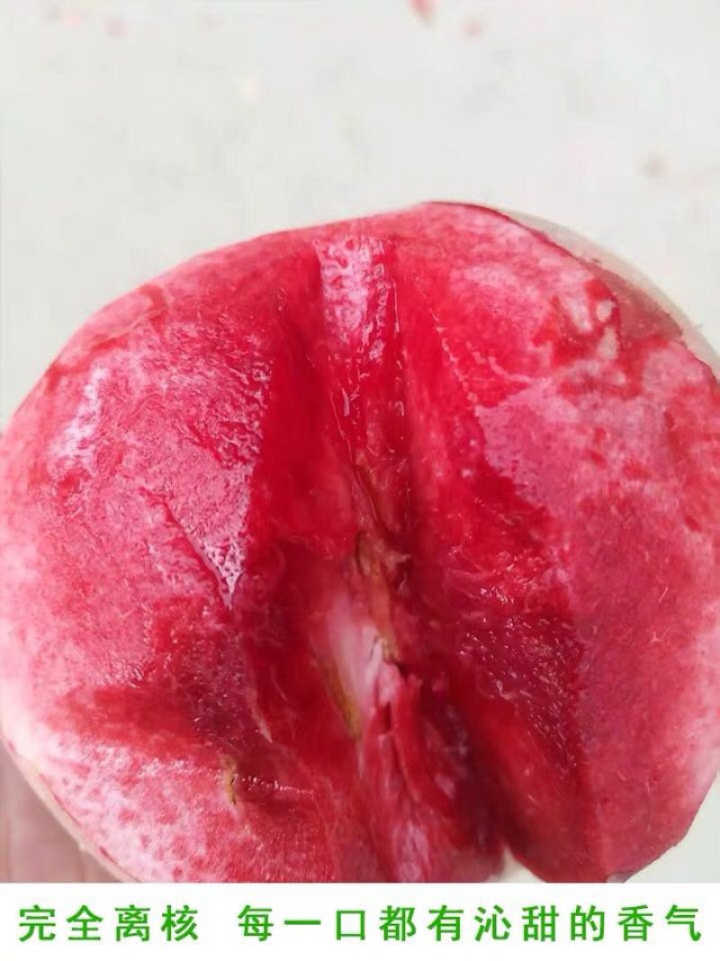 紫肉血桃苗嫁接血桃苗保证品种基地直销