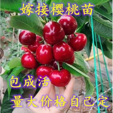 美早樱桃苗，红灯俄八，玛瑙，乌克兰樱桃，矮化南方北方种植