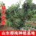 美早樱桃苗，红灯俄八，玛瑙，乌克兰樱桃，矮化南方北方种植