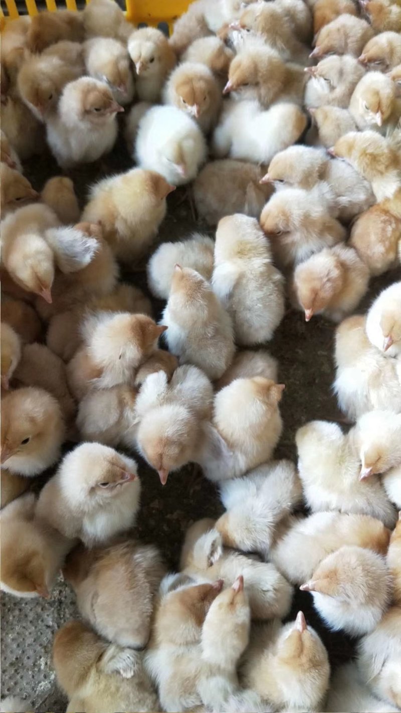 K9鸡苗存活率高，养得好，正宗大种肉鸡苗。